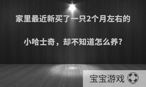 家里最近新买了一只2个月左右的小哈士奇，却不知道怎么养?